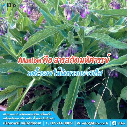 Allantoin คือ สารสกัดมหัศจรรย์ ลดริ้วรอย ให้ผิวขาวกระจ่างใส